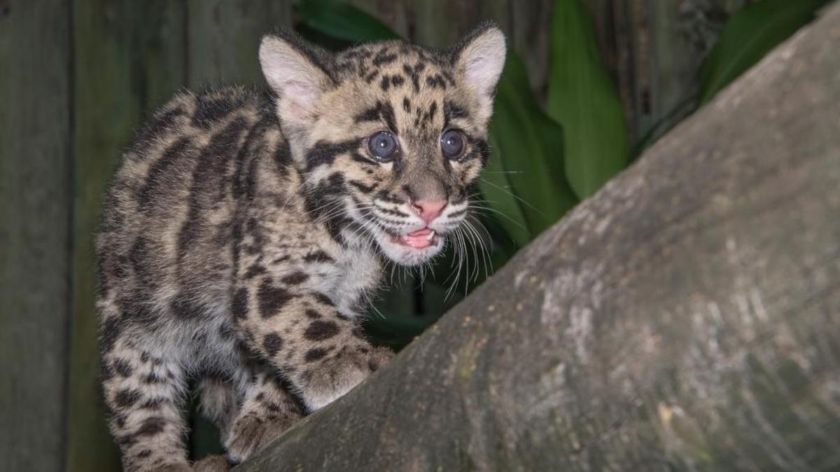 Three-month-old clouded leopard cubs, Aiya, above, and Shigu, born Feb. 29 at Tampa’s Lowry Park Zoo, have a new role: animal ambassadors-in-training. The zoo hopes the small siblings will make a big impression on zoo guests — and eventually offsite audiences during outreach programs — about the needs and perils of this rare and vulnerable species.