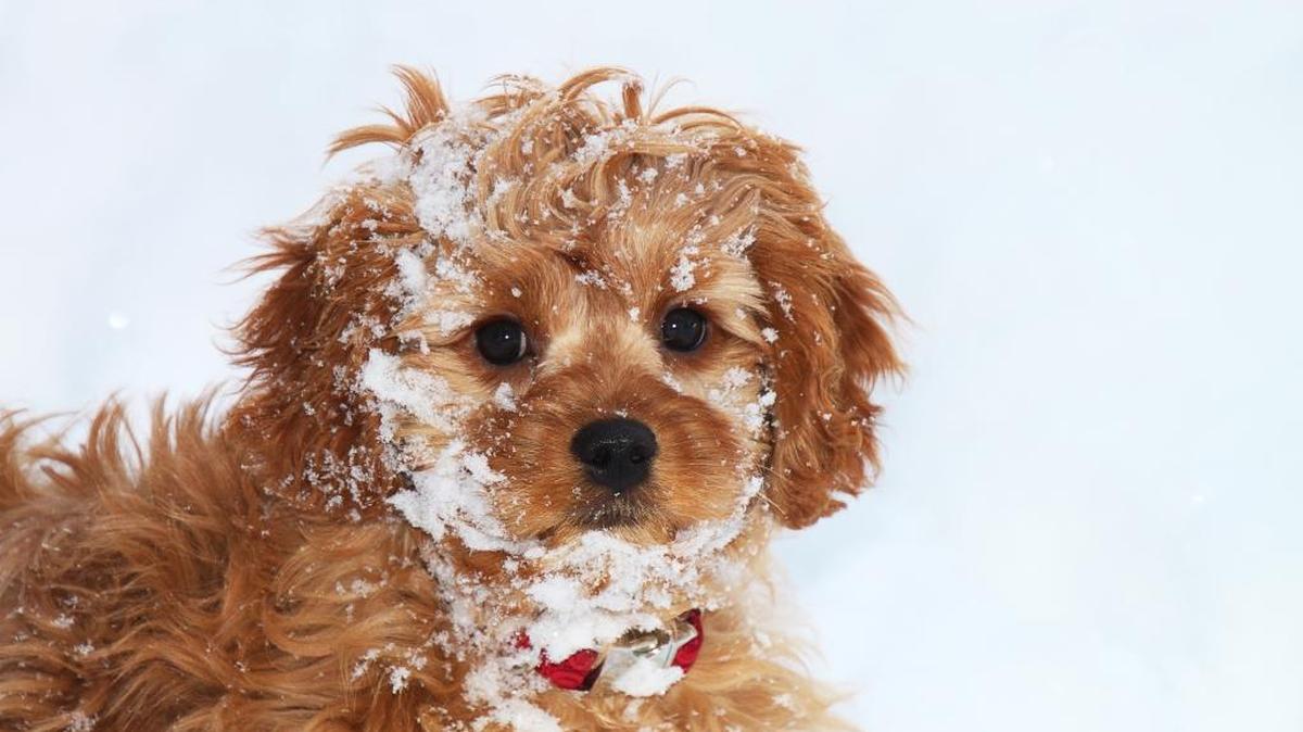 Asolo Repertory Theatre in Sarasota is looking for just the right dog to fill a role in “Shakespeare in Love.”