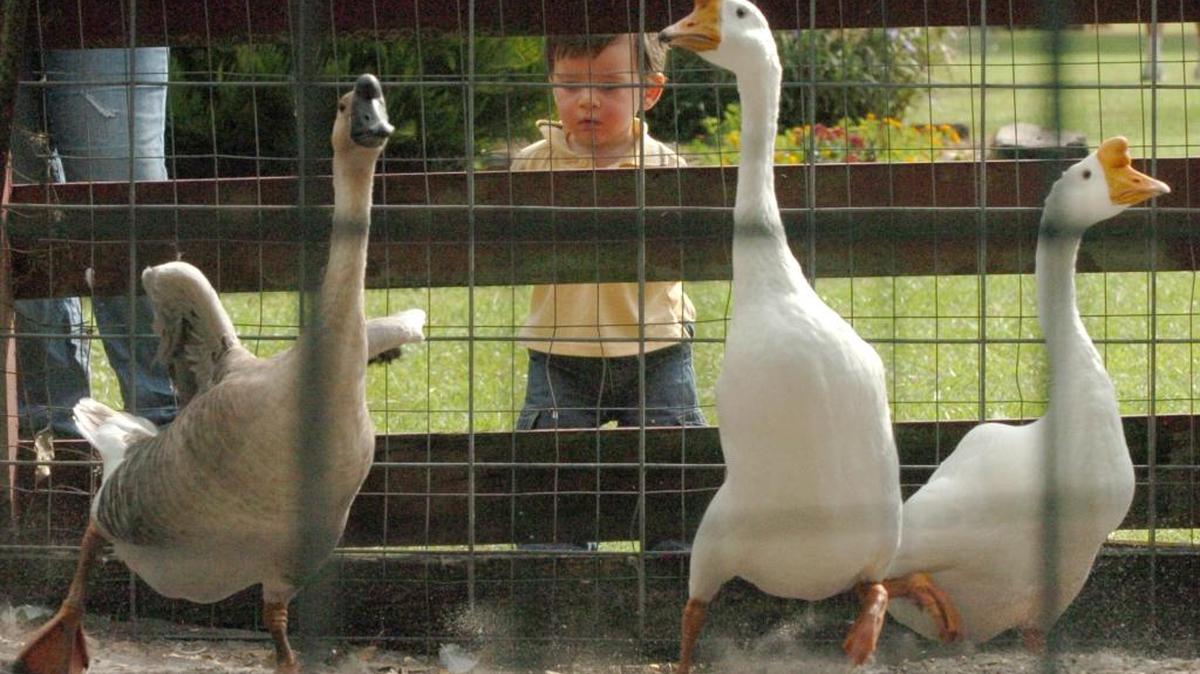 The petting zoo is always popular with children at the annual Hunsader Farms Pumpkin Festival.