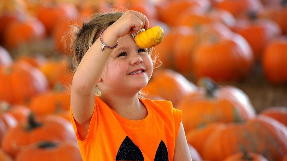 Fall events 2024: Pumpkin festivals, Oktoberfests and more around Manatee County