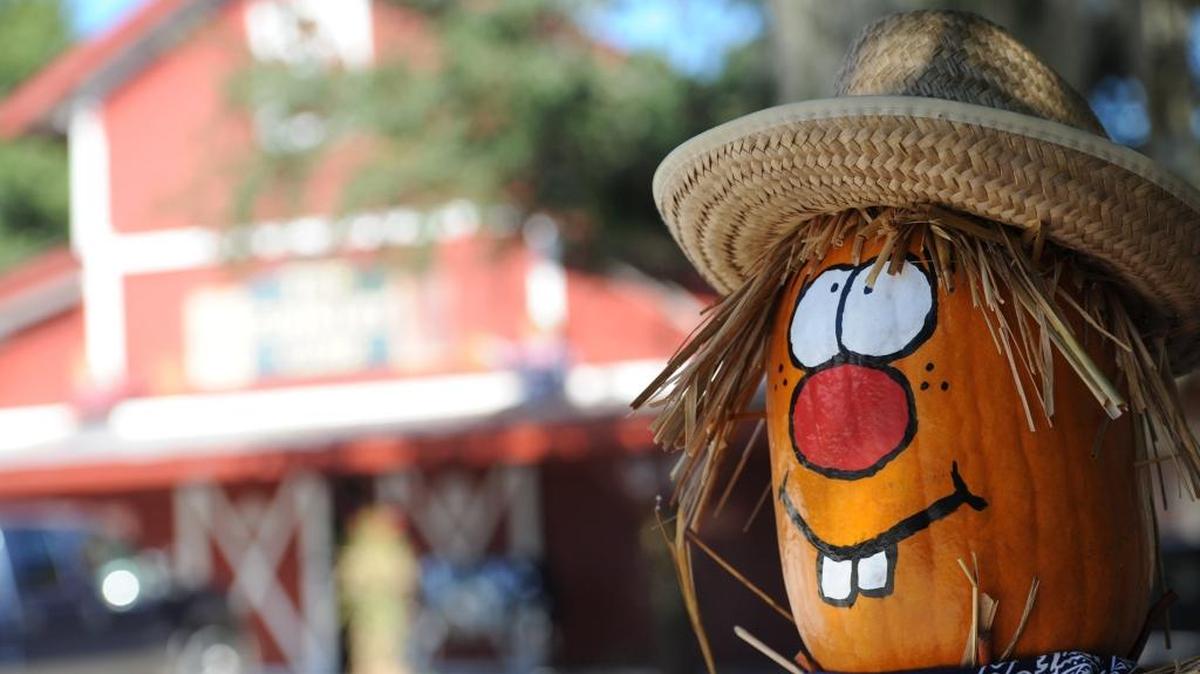 The Hunsader Farms Pumpkin Festival, which takes place every year in October, features live entertainment, crafts, food vendors, a petting zoo and pumpkins.