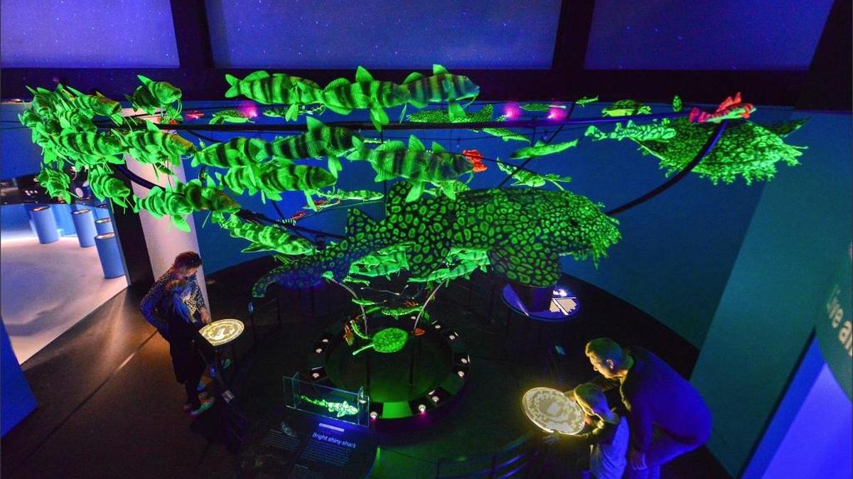 A photo provided by the American Museum of Natural History of visitors examining a floor-to-ceiling array of model fishes and turtles that are now known to be biofluorescent. “Unseen Oceans” shines a light on the animals that call the ocean home and the humans who study them.