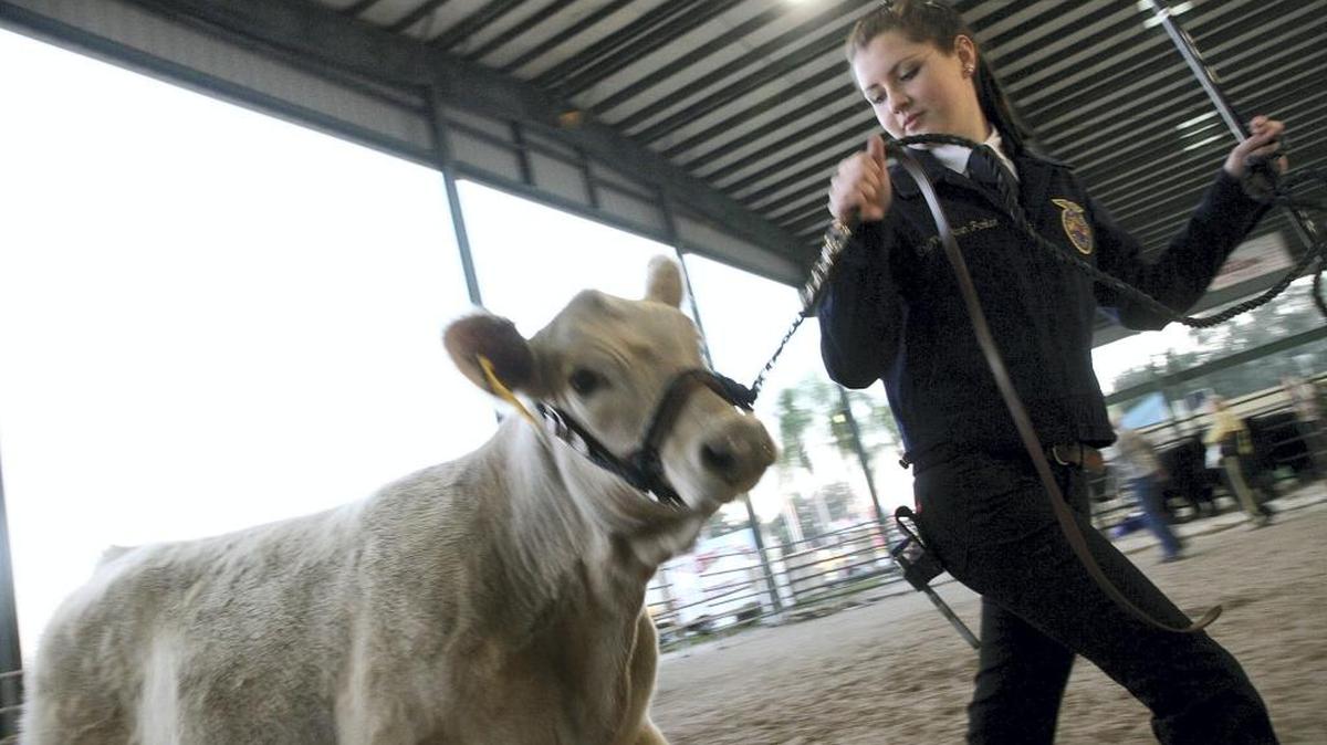 The Beef Breeding and Showmanship Show at the Manatee County Fair in Palmetto.