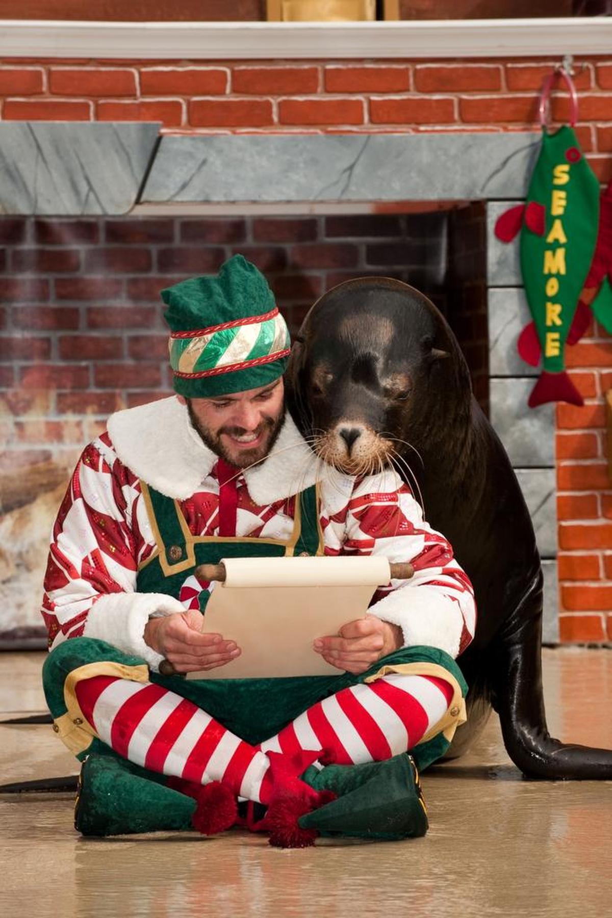 “Clyde & Seamore’s Countdown to Christmas,” a comedy with otters, a walrus and an elf, is part of SeaWorld’s holiday celebration.