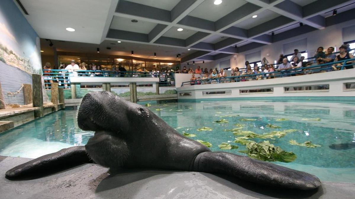 Hundreds gather to wish Snooty the manatee a happy birthday during a past celebration at the South Florida Museum in Bradenton.