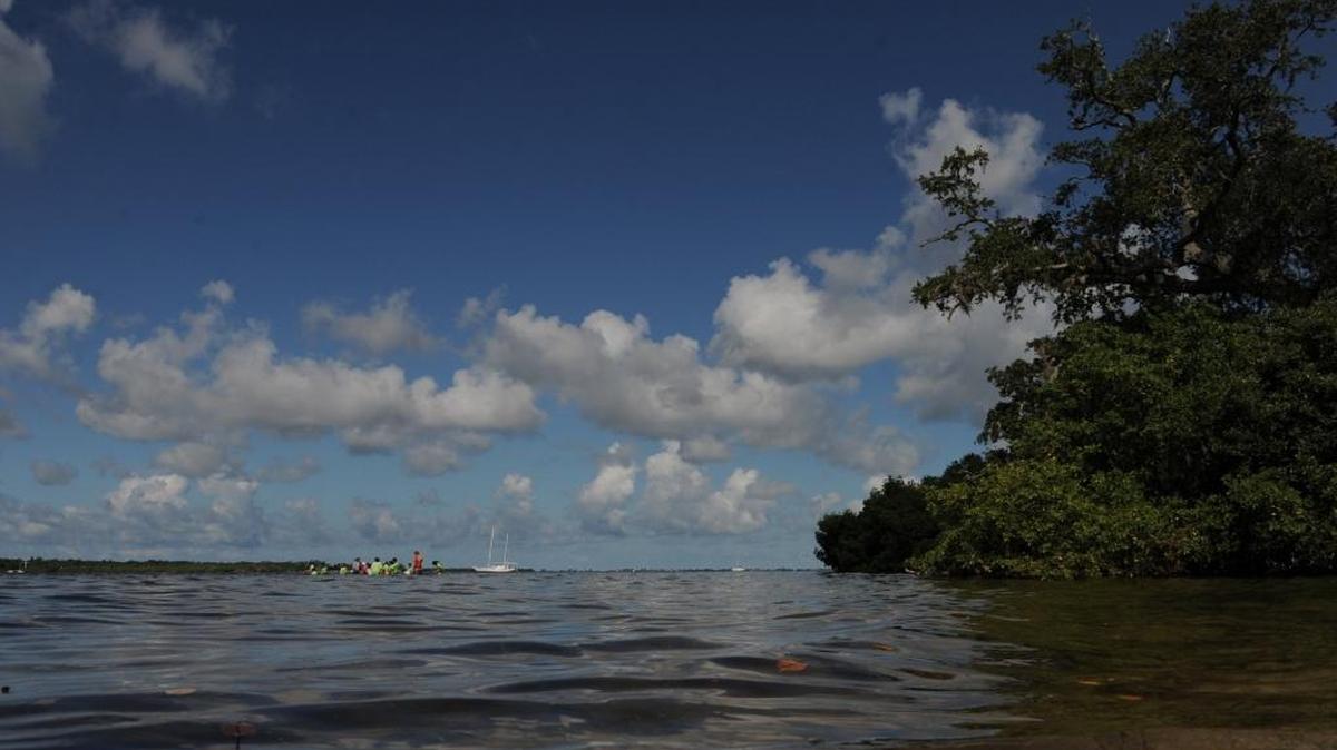 From morning until midnight Saturday, the Manatee County Parks and Natural Resources Department hosts a free festival at Emerson Point Preserve to celebrate the oceans of the world.