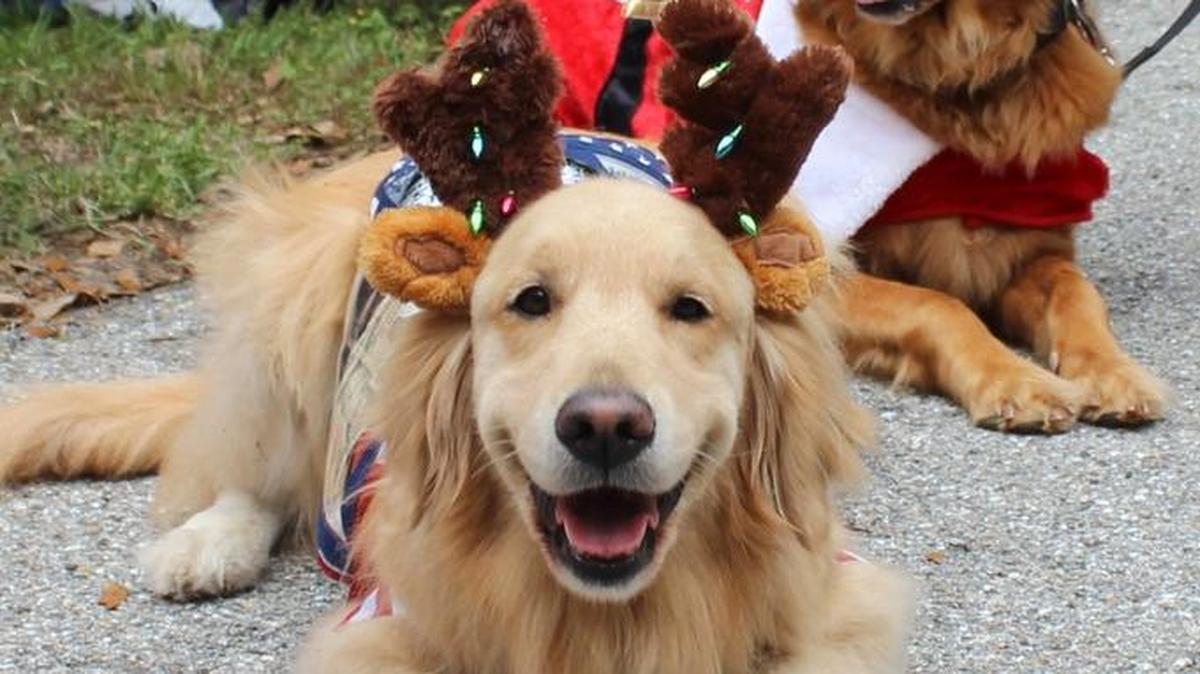 The Bishop Animal Shelter in Bradenton hosts Canine Christmas on Saturday, with activities and contests for dogs, and hundreds of dogs available for adoption.