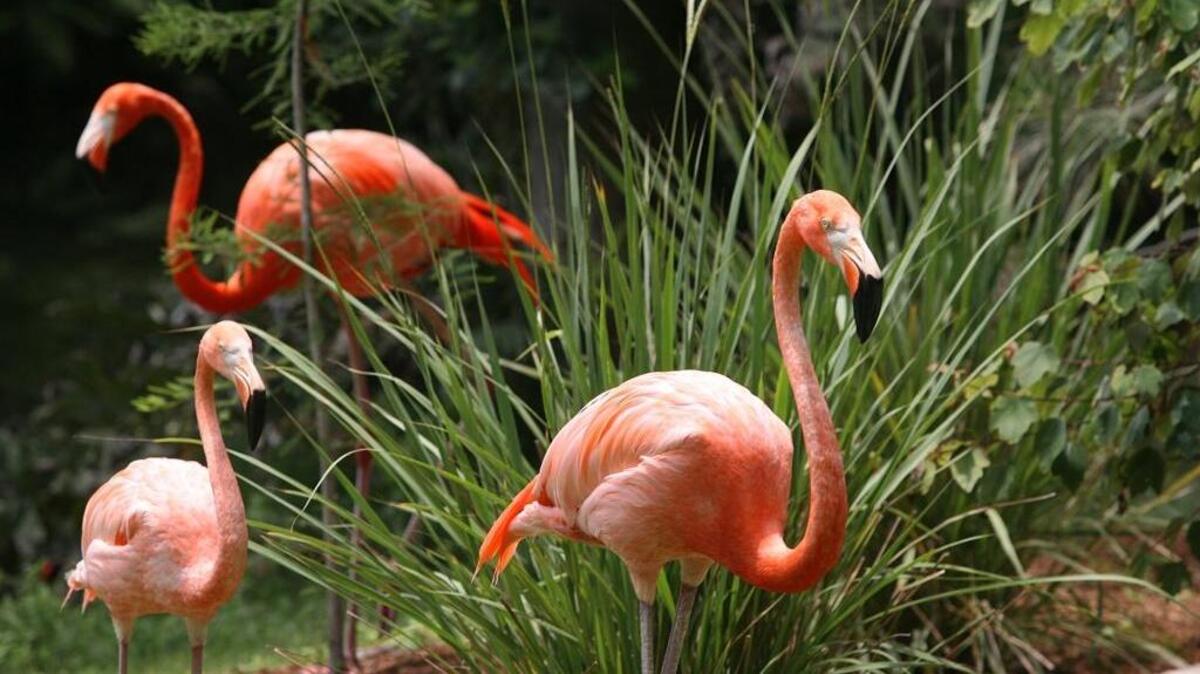 Flamingos enjoy the lush gardens and lakes of Sarasota Jungle Gardens.