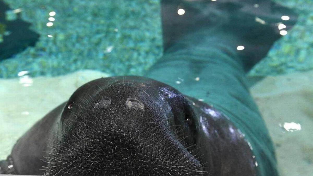 From noon to 5 p.m. on Sept. 10 the South Florida Museum will host a special day of remembrance for Snooty. Admission is free. If they decide to cancel due to Hurricane Irma, the event will be rescheduled for Sept. 24.