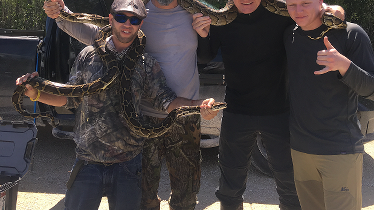 Celebrity Chef Gordon Ramsay and his son Jack, far right, joined South Florida Water Management District python hunter Kyle Penniston on a recent outing in western Miami-Dade County that bagged three snakes.