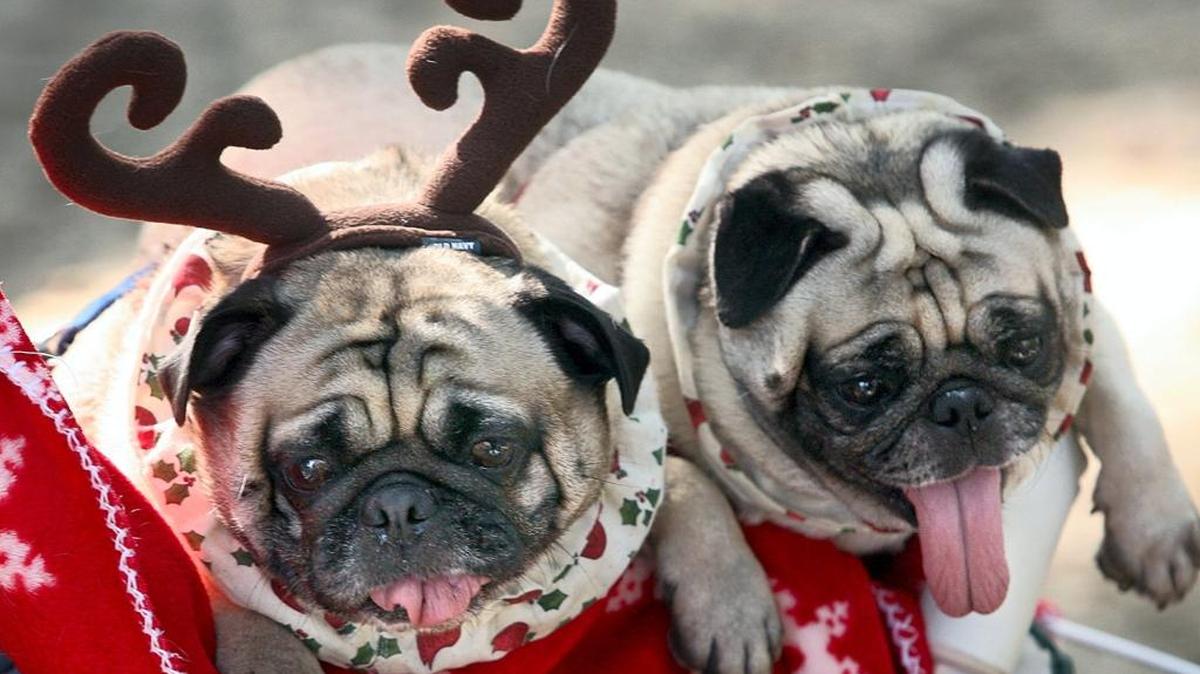 Bishop Animal Shelter in Bradenton hosts its 19th annual Canine Christmas festival on Saturday.