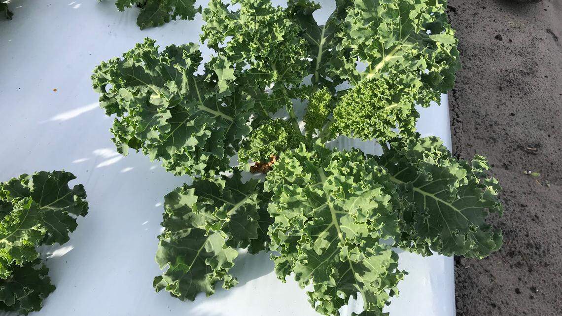 Kale is coming into season at Gamble Creek Farm in Parrish. The crops from the farm supply the Chiles Restaurant Group, located on Anna Maria Island and Longboat Key.
