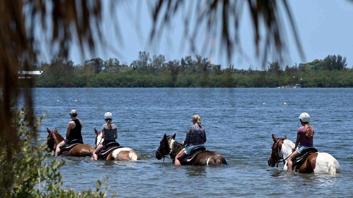 Riders enjoy a group horseback ride along the shoreline at Palma Sola Bay with C Ponies Beach Horses for an hour.