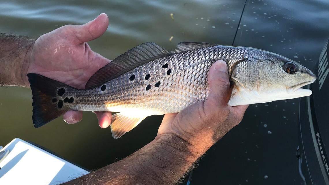 Fishing conditions improve after hurricanes. But there’s a big problem, captain says