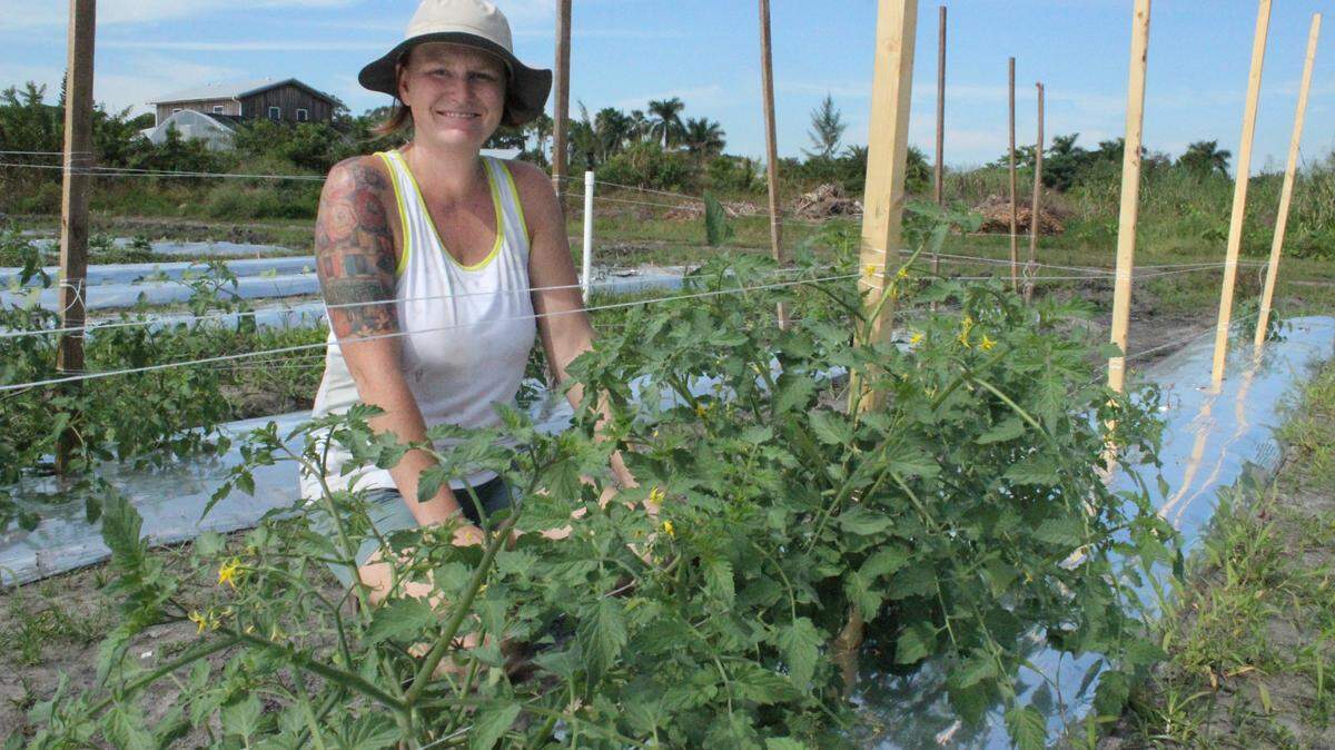 Christa Leonard is shown with organic tomatoes being grown at Geraldson Community Farm. Geraldson will provide fruits and vegetables on a mobile food market sponsored by a USDA grant. 
 JAMES A. JONES JR./Bradenton Herald