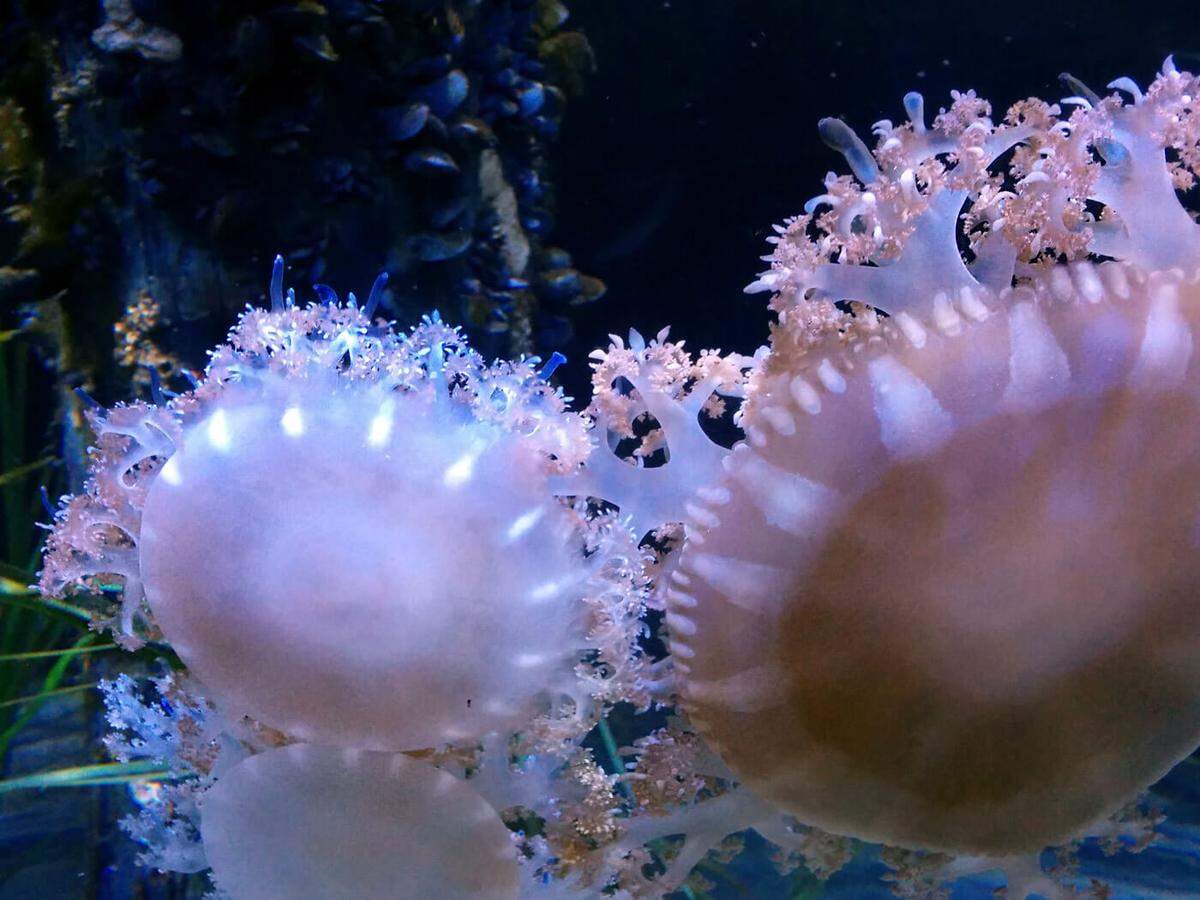 Jellyfish at the Florida Aquarium.