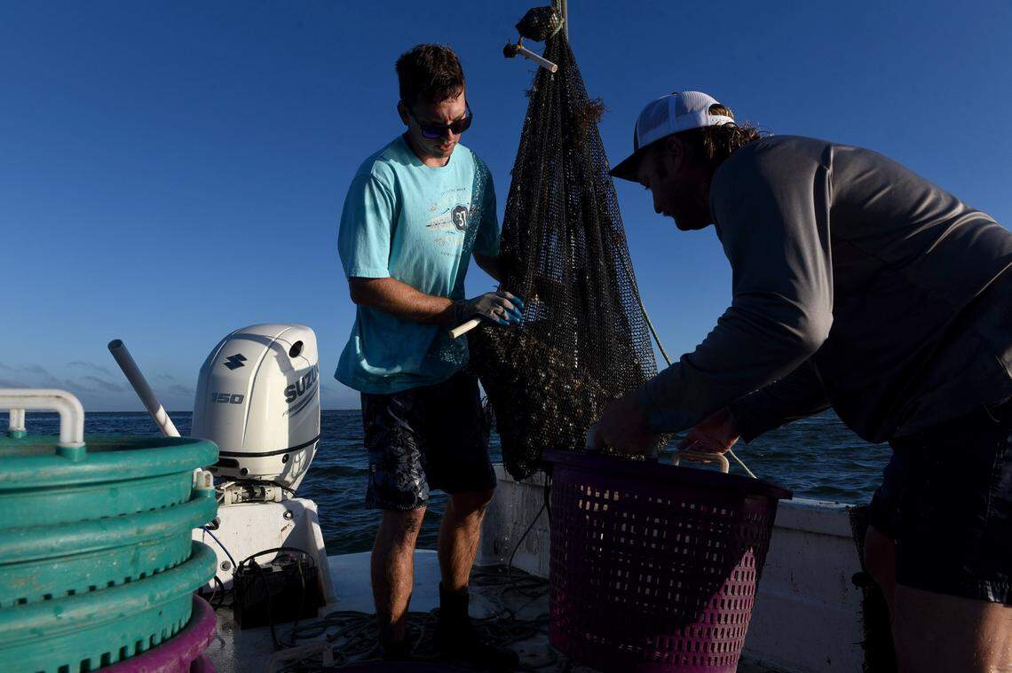 12/15/21—D.J. Strott, right, and Ryan Brown work the waters of Tampa Bay as they haul in nets filled with clams. They set the seedling clams into the shallow waters, and pull them up months later when they’re ready.