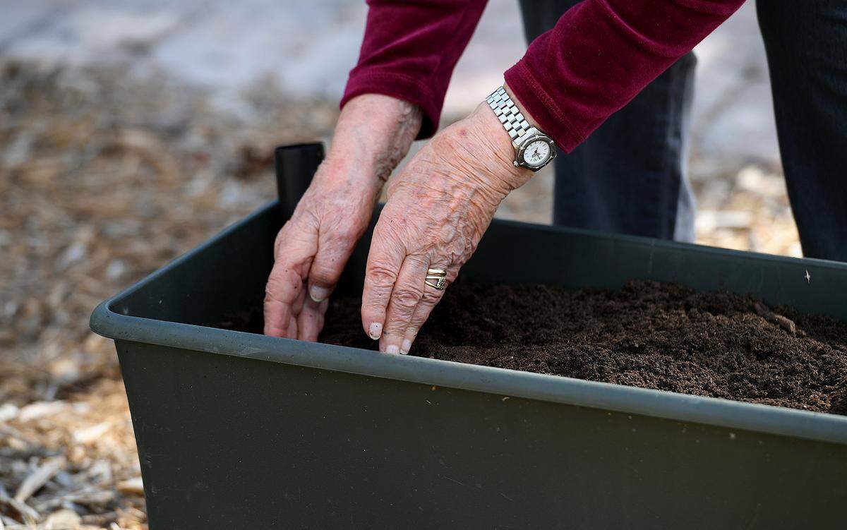 Felicia Liban, a Polish Holocaust survivor, plants a flower bulb after speaking to students at Electa Lee Middle School in Bradenton. Laban talked of her time as a ‘hidden child’ and the struggles and tragedies of her family during the war.