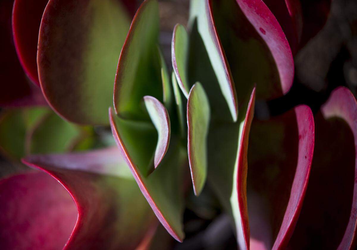 A flapjack kalanchoe succulent.