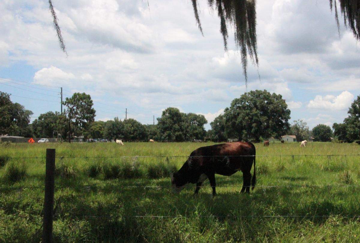 The Parrish countryside is increasingly being transformed into new communities.  Growth and development in Manatee County's North River area has been spurred by the opening of the Fort Hamer Bridge.