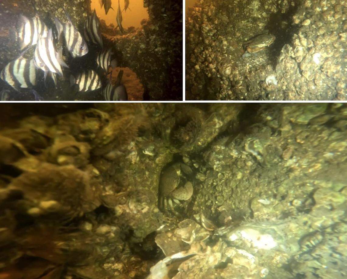 Oyster reef balls provide habitats for marine organisms like Atlantic spadefish (top left) and species of crabs (top right and bottom).