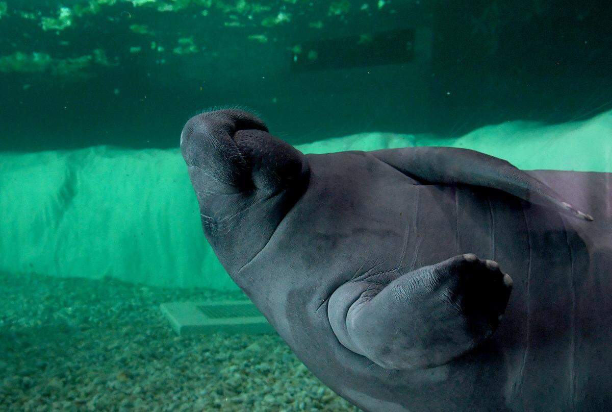 The Bishop Museum of Science and Nature will temporarily close The Parker Manatee Rehabilitation Habitat to the public for upgrades. The Habitat will be closed starting on Aug. 21