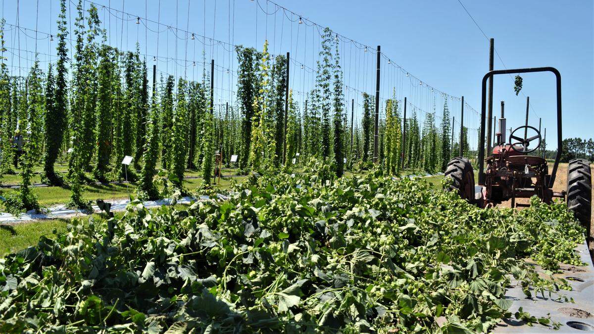 Hop plants await processing at the UF IFAS Research and Education Center in Balm, Florida.