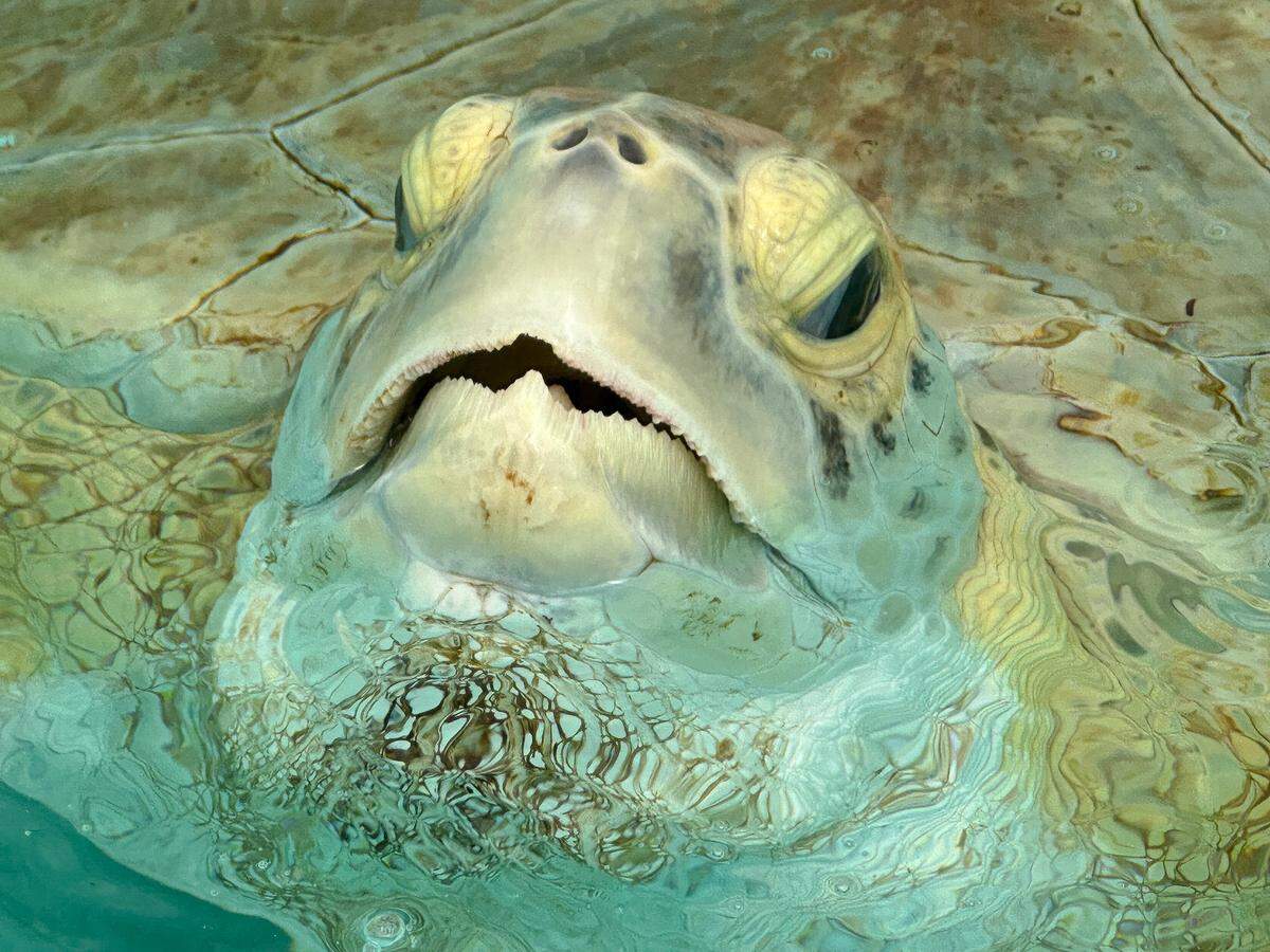 Tater, a Green Sea Turtle recovered after it was hit by a boat. While Tater survived, the injuries have permanently damaged the turtle’s ability to maintain buoyancy and it will never be able to be released back into the wild.