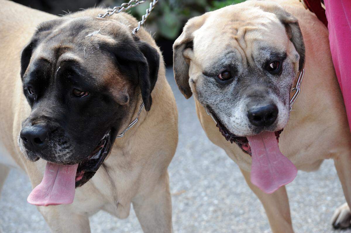 Big dogs, little dogs and all dogs in between are welcome at the Bradenton Farmers’ Market- on a leash, of course.