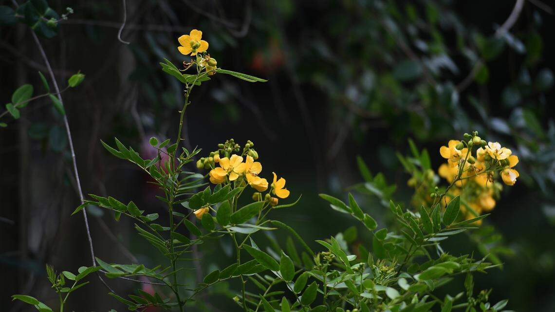 Florida friendly flowers grow at the county’s extension center in Palmetto where master gardeners cultivate plants which contribute to water conservation and are less of a negative impact on the environment.