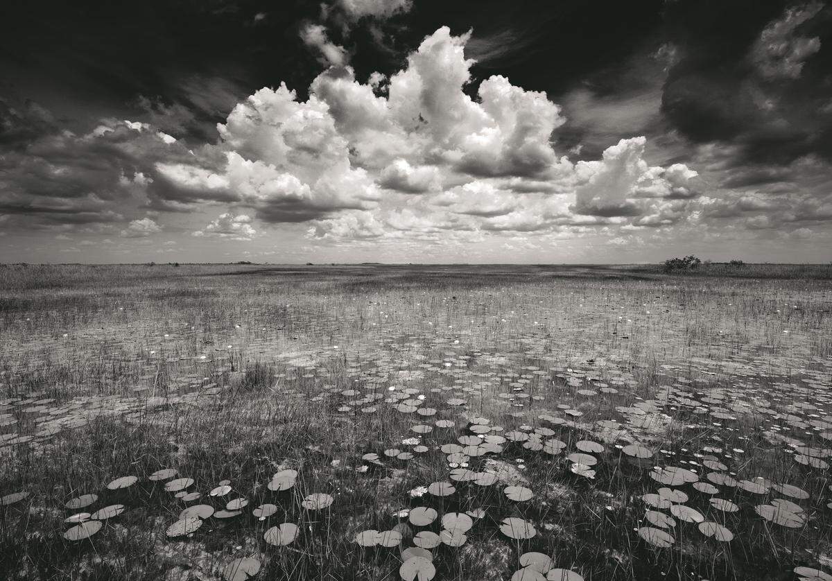 Clyde Butcher photographs Florida’s natural landscapes exclusively on black and white film.