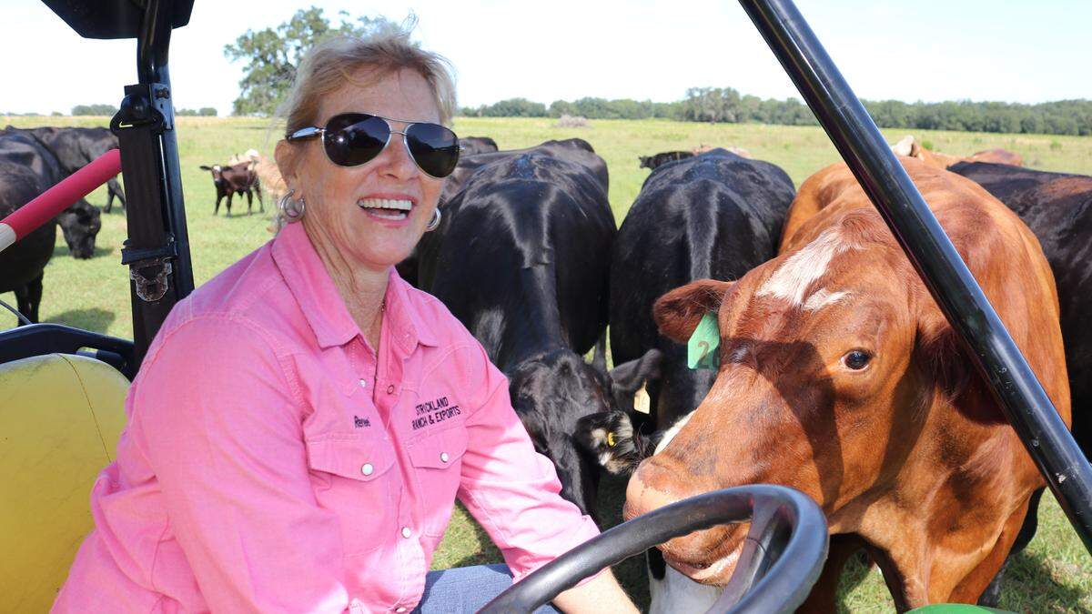 Cattle quickly surrounded Renee Strickland, seated in her off-road Gator vehicle, after she brought a 50-pound bag of feed pellets to their pasture.