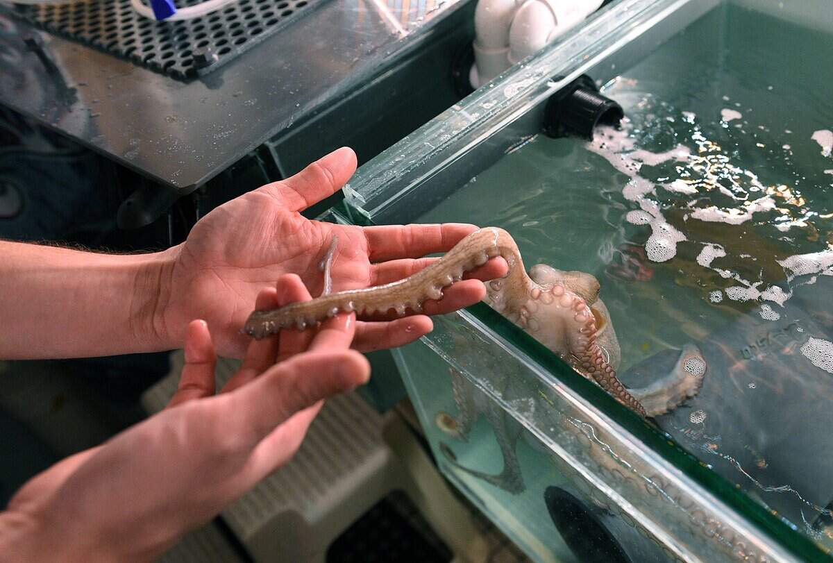Mote Marine Laboratory is seeking assistance from Manatee County for its expansion plans on Sarasota’s City Island. Shown above is an octopus, escaping from a tank.