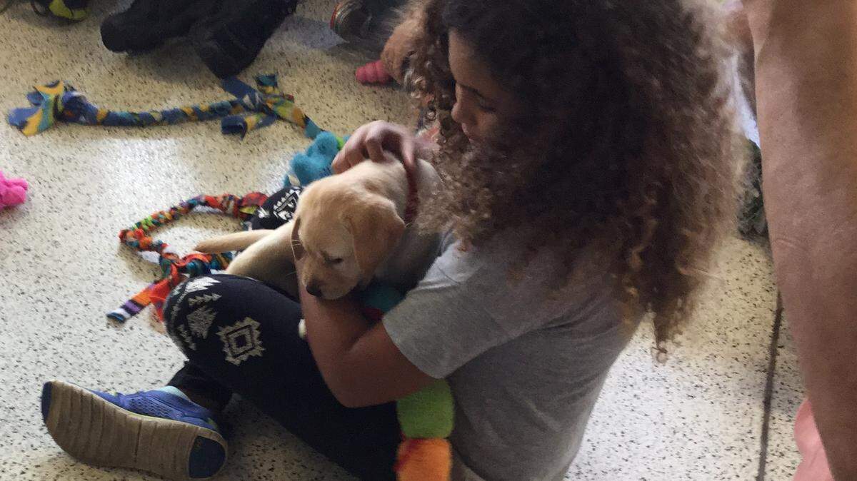 Christmas time is a busy time at Palmetto's Southeastern Guide Dogs. It's a time of year when the organization seems to have its most puppies going through training and training isn't always hard work. Part of the training includes puppy hugging sessions like this one where volunteers come into the puppy kennel and play with the new puppies. Puppy hugging is great for the people, but also a crucial part of the puppy's sensory training as they venture into the "Superhero" life of a guide or service dog. MARK YOUNG/Bradenton Herald