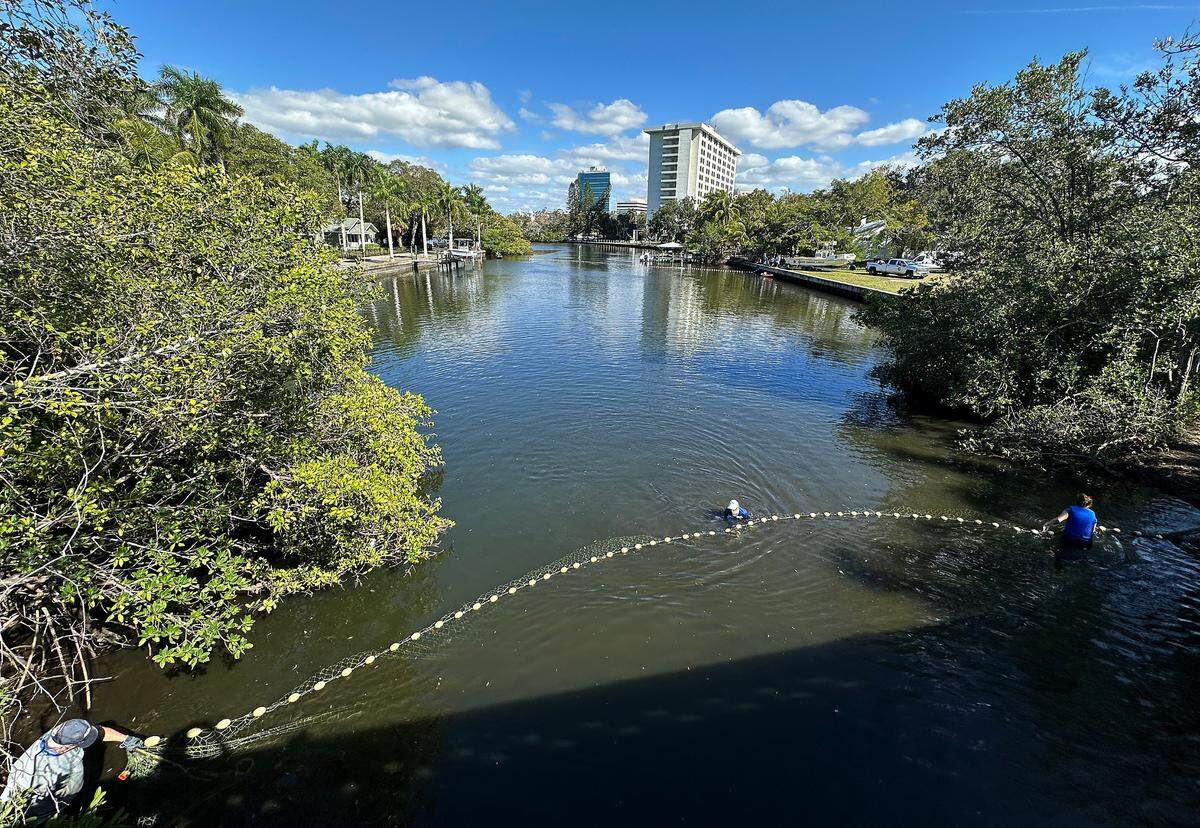 Rescuers from the Florida Fish and Wildlife Conservation Commission, Mote Marine’s Stranding Investigation Program and the Bishop Museum of Science and Nature rescued a manatee calf suffering from cold stress in Wares Creek in Bradenton on Thursday afternoon.