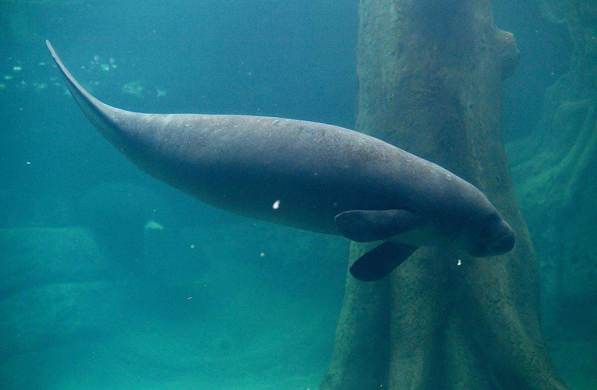 A manatee swims at the Parker Aquarium Manatee Rehabilitation Habitat on June 10, 2021.