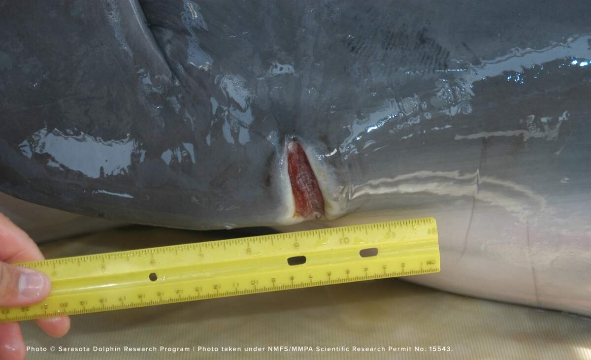 On Aug. 3, 2006, Scrappy was temporarily caught by the Sarasota Dolphin Research Program to remove the bathing suit and examine his wounds.