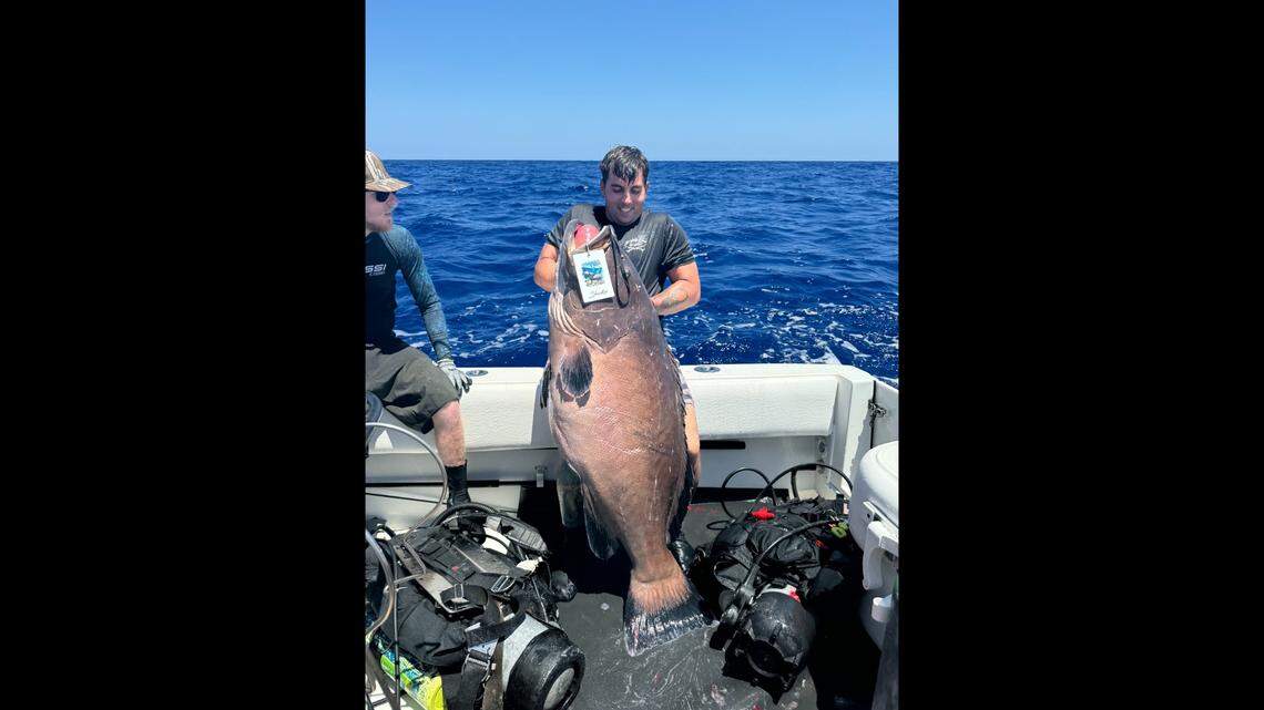 ‘Kind of surreal.’ Local fisherman takes home first place with huge black grouper catch
