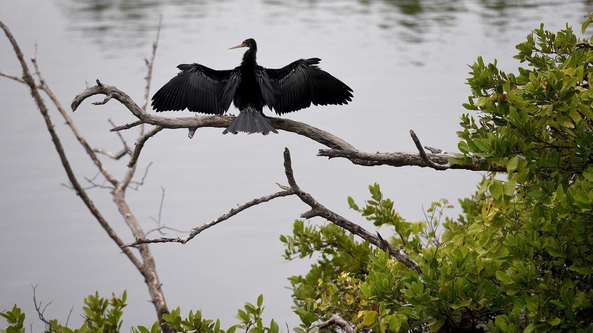 Robinson Preserve in Manatee County is one of 14 new additions to the Great Florida Birding Trail. An anhinga dries its wings at Robinson in this file photo. 