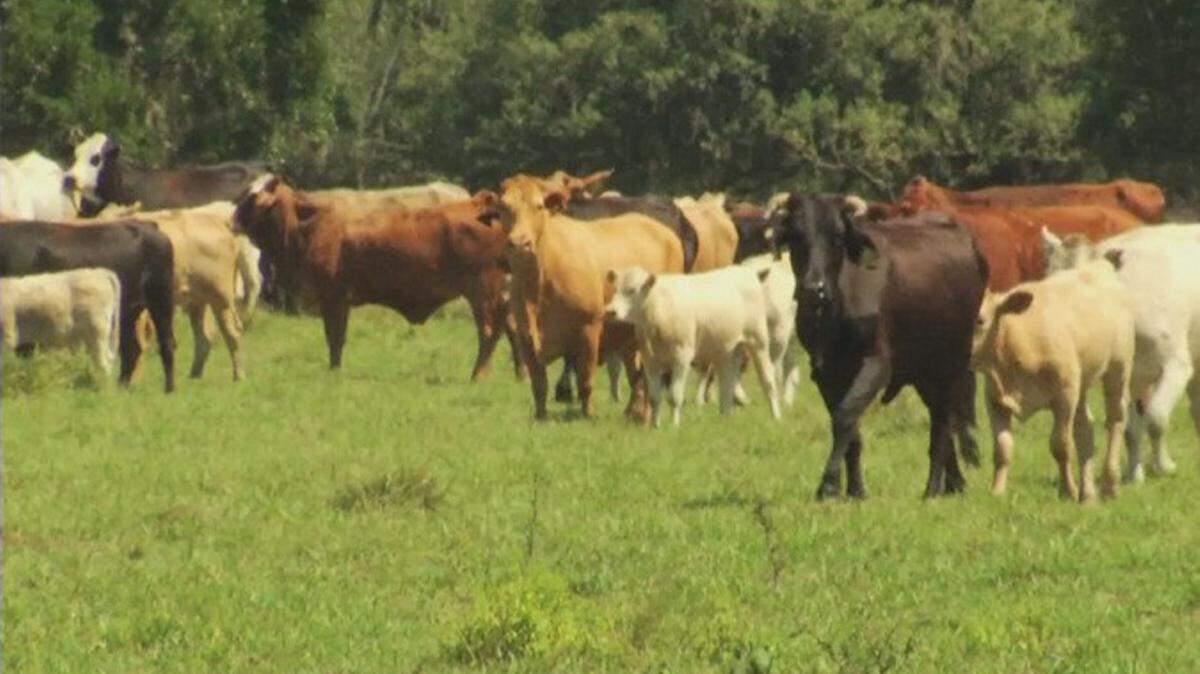 A dozen Florida cattle ranchers have formed a new company that will market beef grown entirely in the Sunshine State. The ranchers believe there is strong demand for "grown in Florida" food. 
 BAY NEWS 9