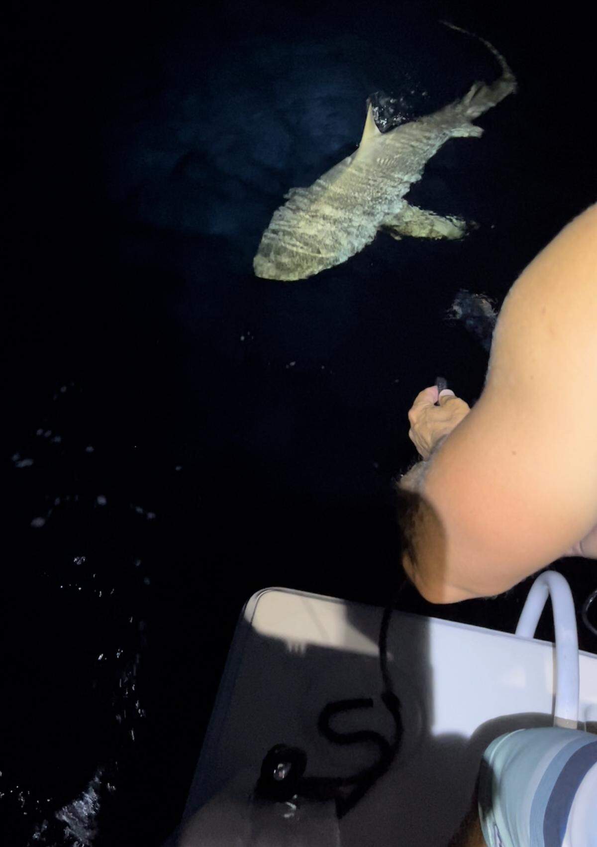 A tiger shark, probably 12 to 14 feet long, swam around Jay Travis’ boat on June 17, 2022.
