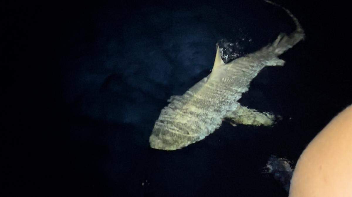 A tiger shark, probably 12 to 14 feet long, swam around Jay Travis’ boat on June 17, 2022.