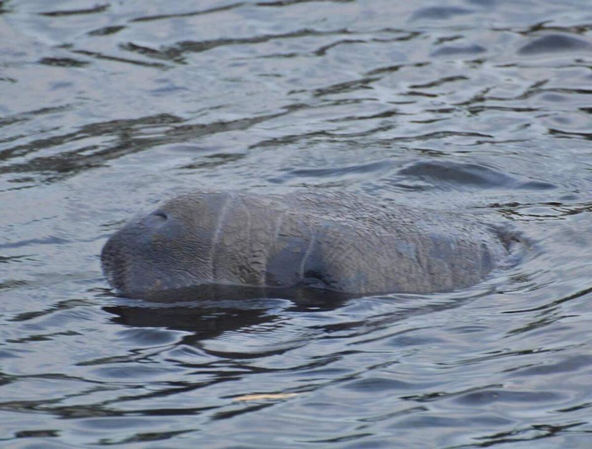 A manatee at Portosueno Park pops up from inlet waters to have a look around in April. Heavy rains that month revealed structural problems with the seawall that the county is set to repair.