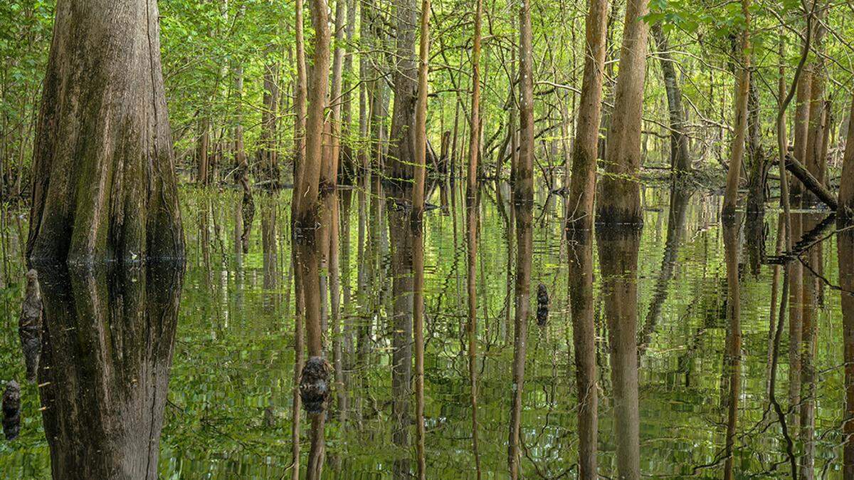 "Changing Waters: The Human Impact on Florida's Aquatic Systems," a new special exhibit opening today at the South Florida Museum and running through June 5, will take a look at some of these other waterways and explore the impacts that humans have had on them. (The exhibit will be free with paid admission.) Pictured: Creek off the Loxahatchee River photographed by Lynne Buchanan. 
 PROVIDED PHOTO