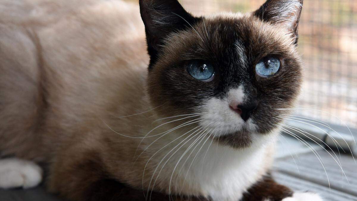 Angelica is a cream-and-black colored Siamese cat available for adoption at the Manatee County Animal Services in Palmetto. Her adoption fee is $40, plus the $15 license fee. Manatee County Animal Services' main shelter at 305 25th St. W., Palmetto, is open 10 a.m.-4 p.m. Tuesday-Saturday. 
 TIFFANY TOMPKINS-CONDIE/Bradenton Herald