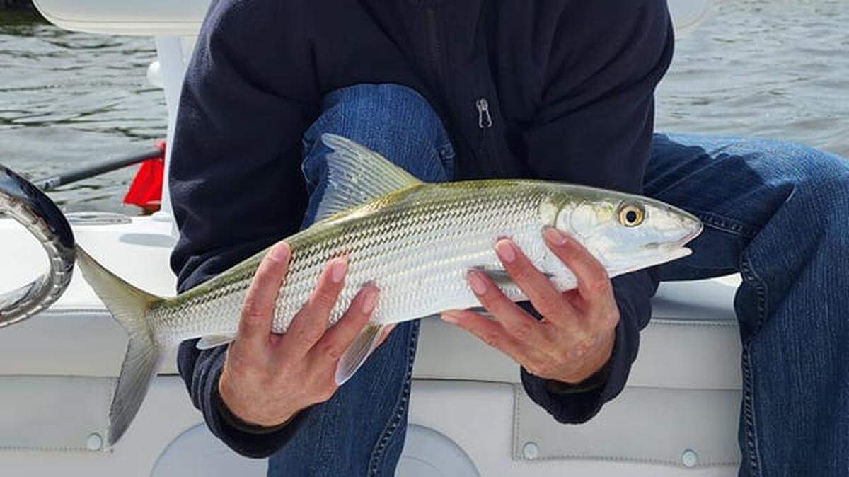 Tampa Bay bonefish caught Wednesday, Oct. 19, 2022, by Darren Montoto