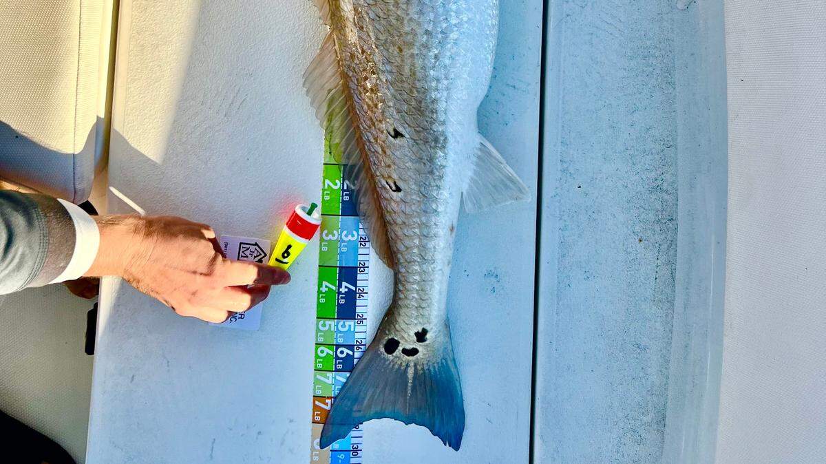 A winning five-spot redfish caught by Garrett Iker of Bradenton at the 2022 Sarasota Redfish Spot Tournament.