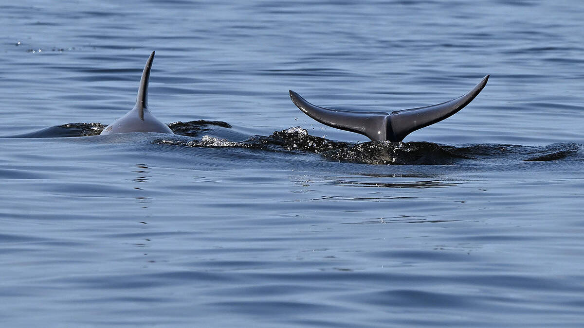Dolphins frolic in the waters of the Manatee River. Damon Moore, founder and executive director of the Oyster River Ecology nonprofit, is working with Manatee County Government officials to restore shellfish and improve water quality in the Manatee River.