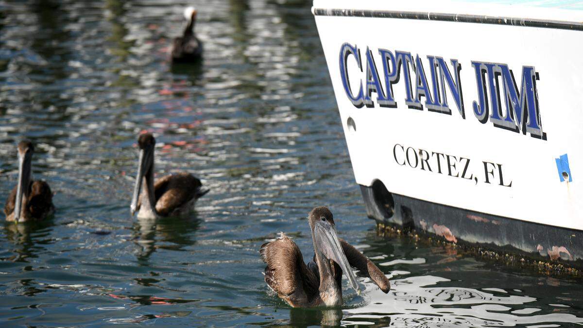 Pelicans search for morsels to eat behind the Star Fish Co. in Cortez in this April 2021 Bradenton Herald file photo.