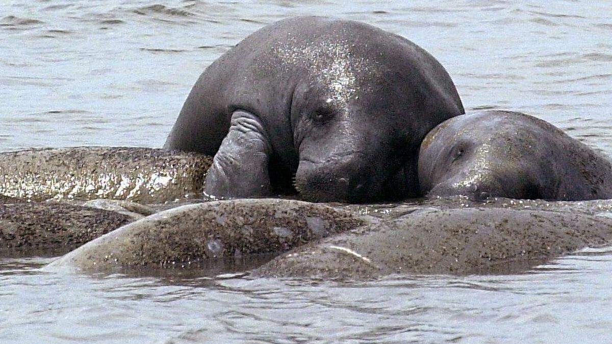 Manatees mating in Florida